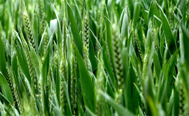 小麥對鉀肥需求
