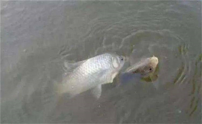 鯽魚生活在哪個水層