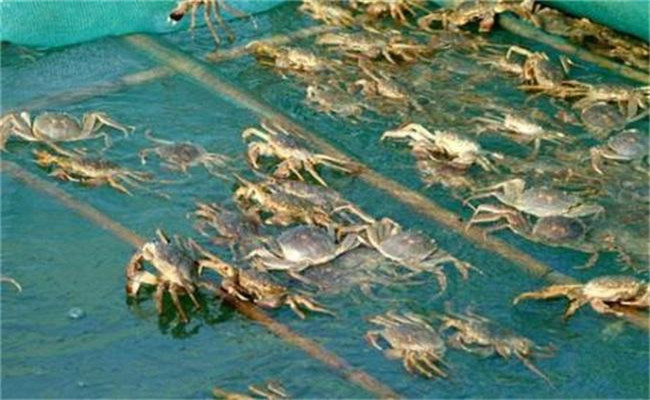 梭子蟹可以人工養殖