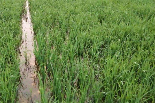 多效唑能與水稻除草劑混用嗎
