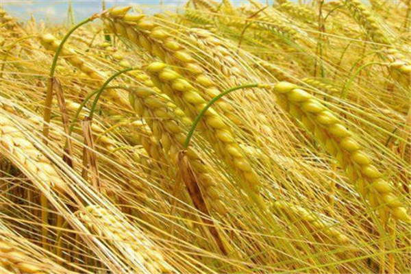 春小麥和冬小麥的區別