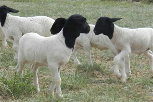 黑頭杜泊羊適合什么地方養殖