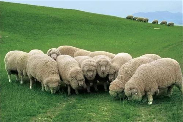 中國體型最大的綿羊