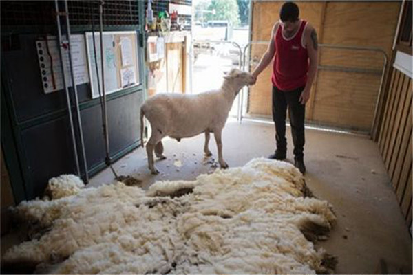 綿羊一年剪幾次羊毛