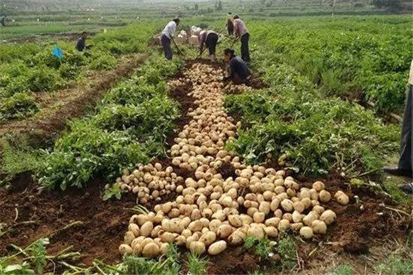 土豆產量畝產量多少