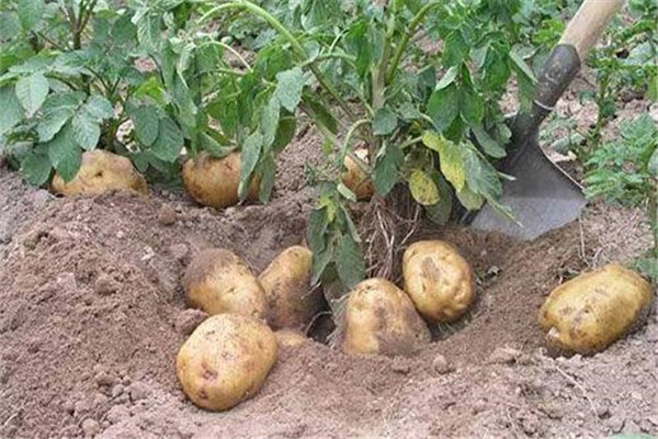 如何提高土豆的產量