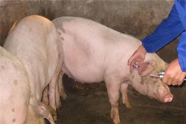 育肥豬一天吃多少飼料