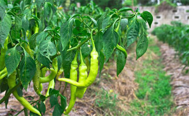種植辣椒如何施基肥