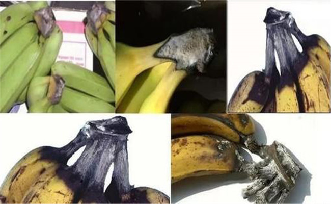 香蕉冠腐病危害癥狀