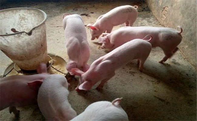 保育豬的飼養管理要點
