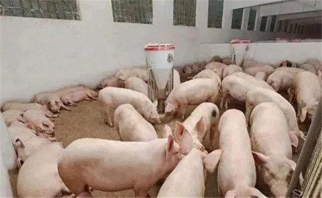 養豬為什么不能長期使用金霉素