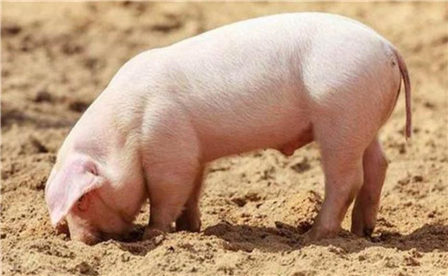 保育豬的生理特點