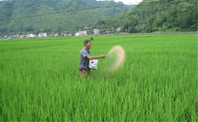 晚稻如何施鉀肥能增產