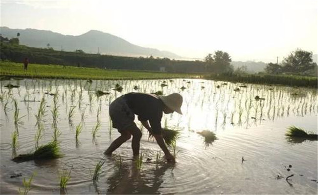 早稻和晚稻的播種時間