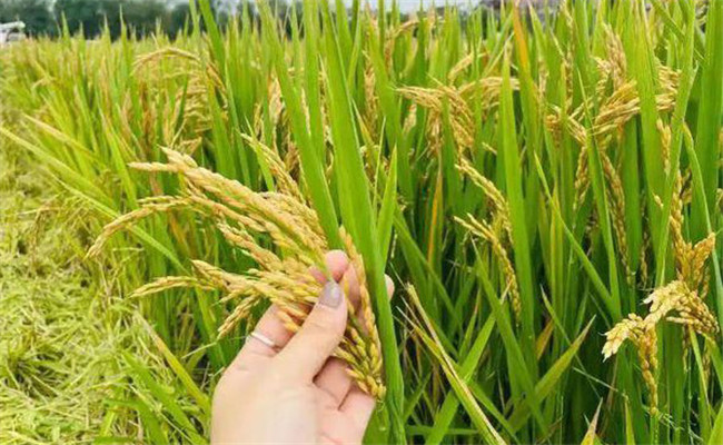 早稻和晚稻有什么區別