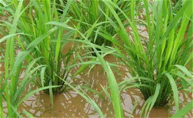 水稻的水分管理