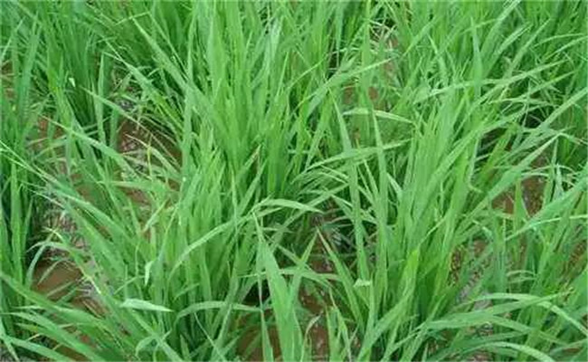 水稻的肥料管理