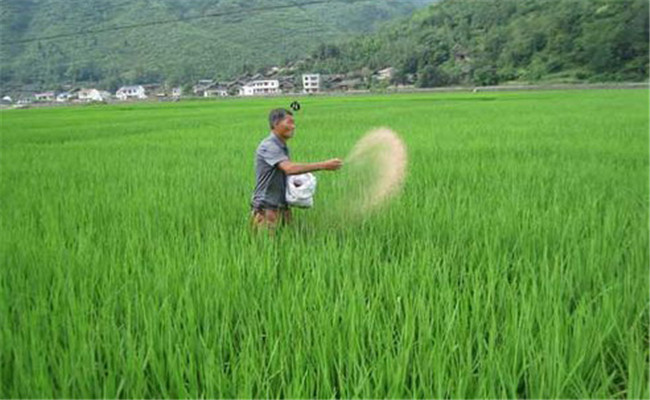 水稻生產為什么要多施鉀肥