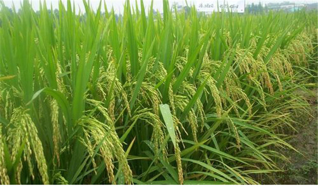 雜交水稻是哪一年產生的