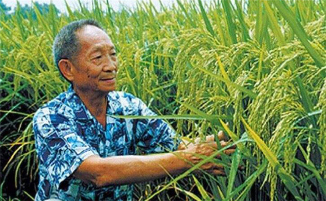 雜交水稻是哪兩種水稻雜交的