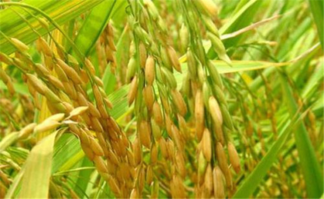 雜交水稻可以自己留種次年種植嗎