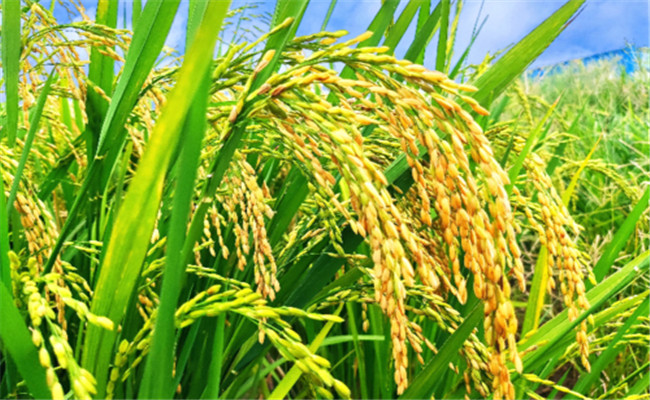 雜交水稻比普通水稻產量高多少