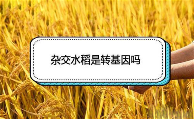 雜交水稻是轉基因嗎