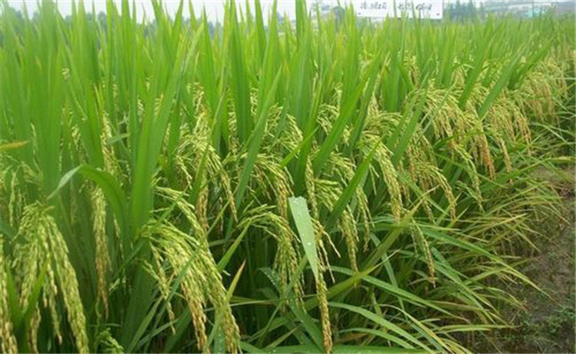 雜交水稻和轉基因水稻的區別