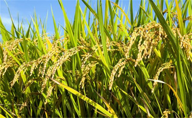 雜交水稻和普通水稻有什么區別