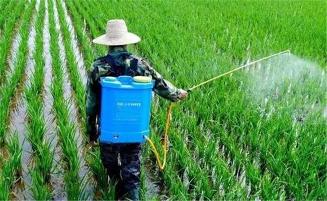 水稻如何用化學除草