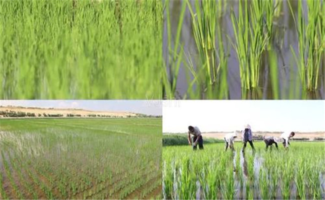 怎樣判斷水稻是否發生除草劑藥害