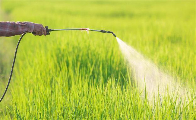 水稻發生除草劑藥害的補救措施