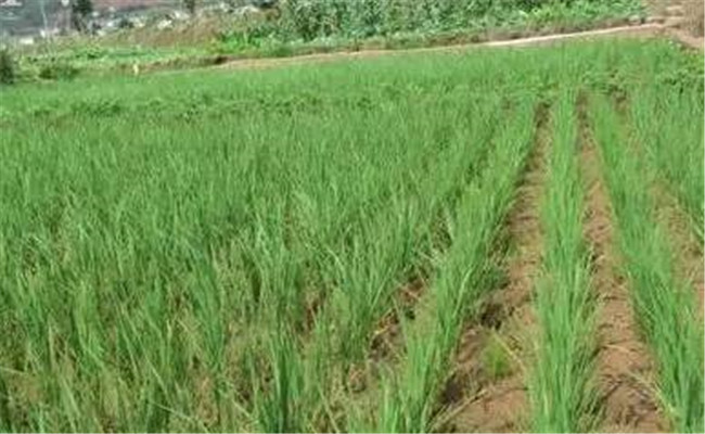 水稻各個時期的田間管理要點