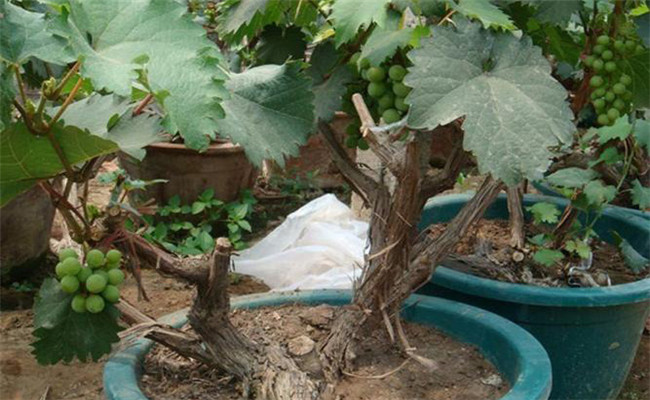 盆栽葡萄如何上盆與換土
