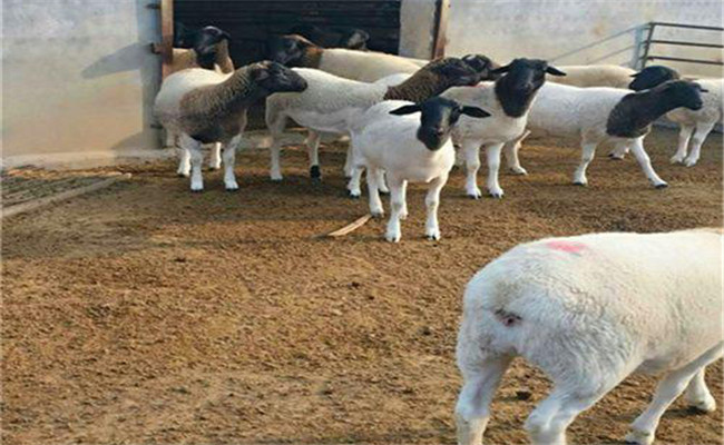 羊多胎取決于公羊還是母羊