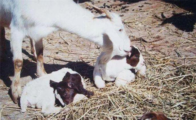 母羊初配種的年齡