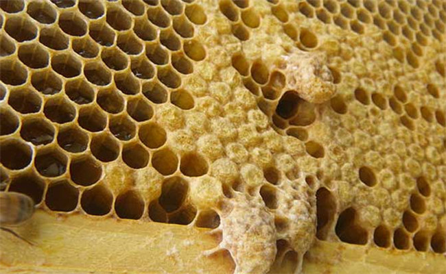 蜜蜂急造王臺的先決條件