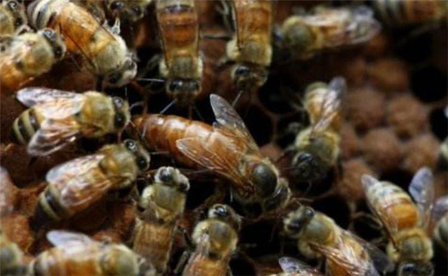 蜜蜂沒有蜂王會造脾嗎