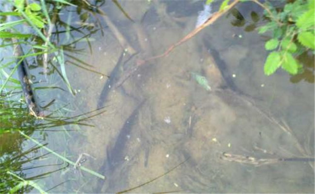 養殖泥鰍對水質有哪些要求
