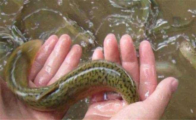 泥鰍不喂食會餓死嗎？