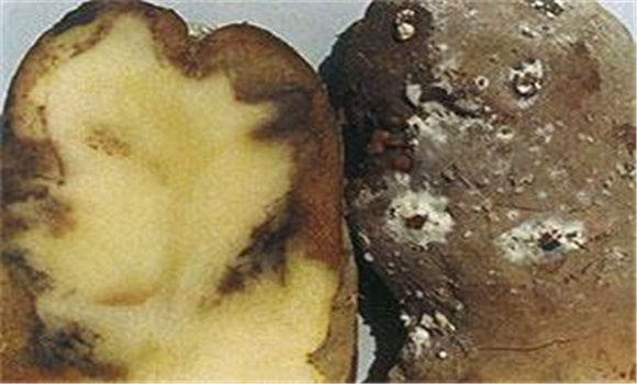 馬鈴薯瘡痂病病原是什么