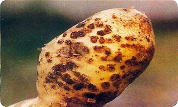 馬鈴薯瘡痂病的危害癥狀