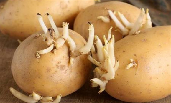馬鈴薯催芽的幾種方法