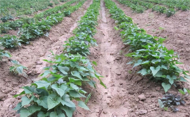 氮磷鉀肥在甘薯生長中的作用