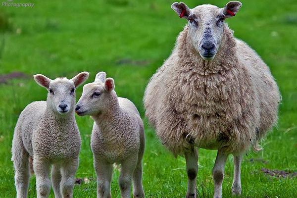 綿羊懷孕期是多少天