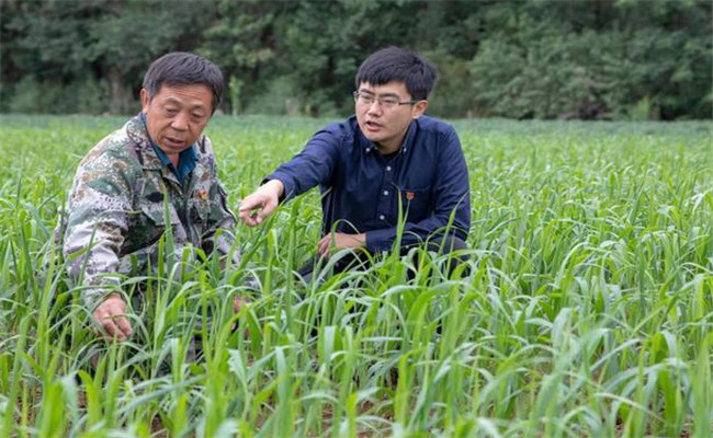 小米種植如何追肥