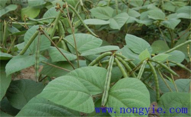 小豆主要病蟲害及其防治方法