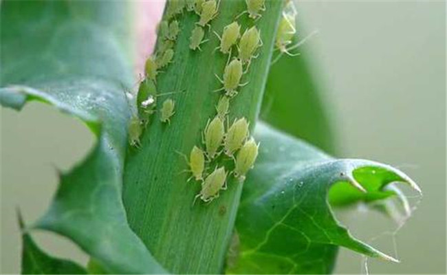 小春作物蚜蟲發生特點