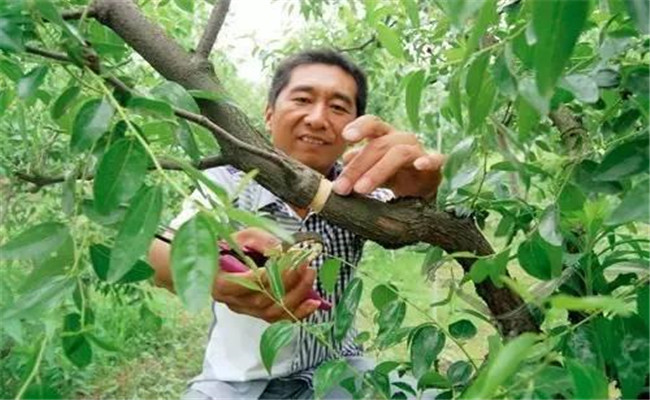 果樹預防技術