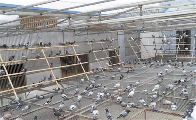 用鴿子養殖大棚模式養殖鴿子的管理方法